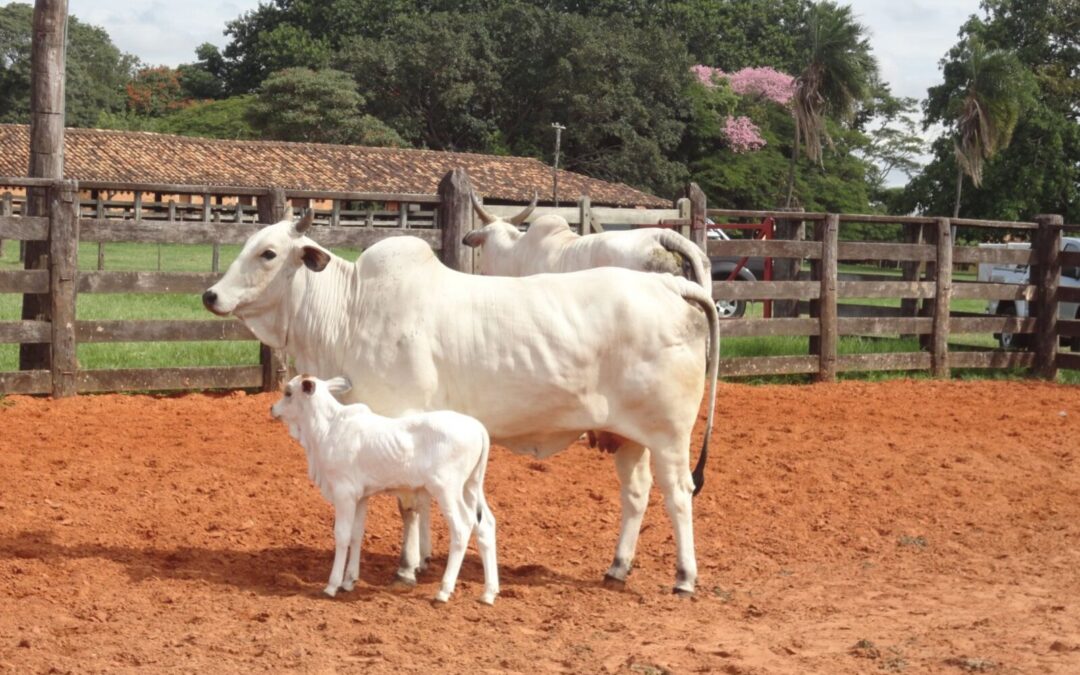 Como a Cria 10.i. Ajuda a Aumentar a Produção de Bezerros